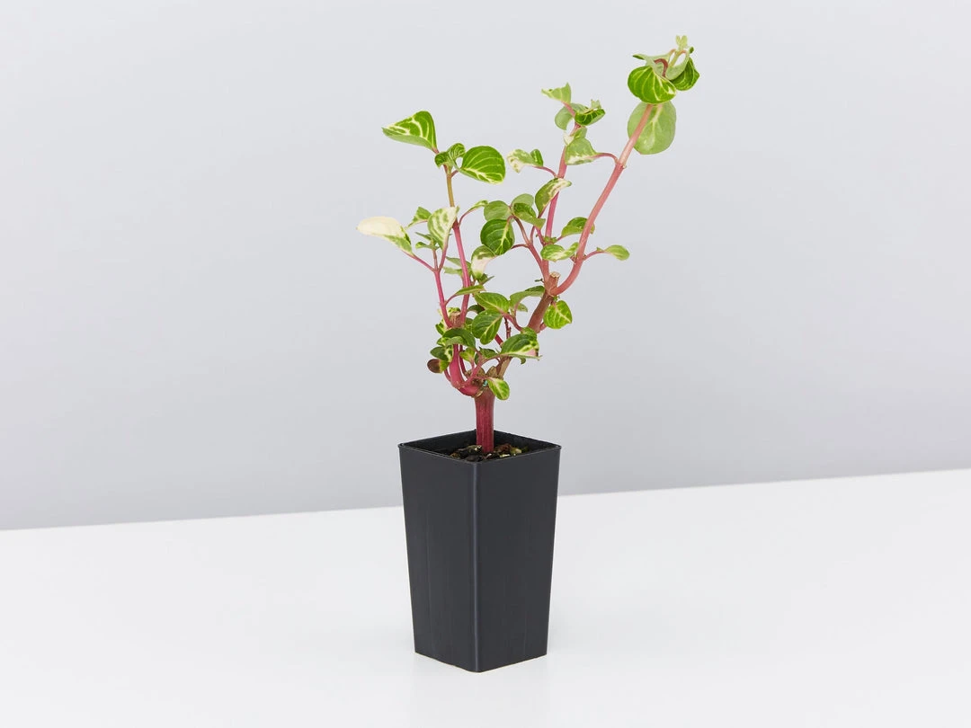 Shrubs Iresine Herbstii 5 Shrubs Iresine Herbstii