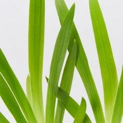 Shrubs Full Sun Iris Domestica 'Leopard Lily'