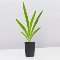 Shrubs Full Sun Iris Domestica 'Leopard Lily'