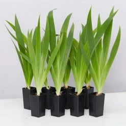 Shrubs Iris Reticulata Dwarf Blue Border Plants