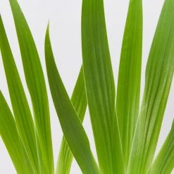 Shrubs Iris Reticulata Dwarf Blue Border Plants