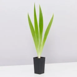 Shrubs Iris Reticulata Dwarf Blue Border Plants