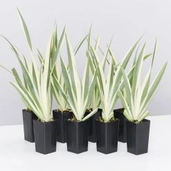 Shrubs Border Plants Iris Japonica Variegata