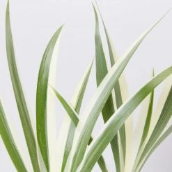 Shrubs Border Plants Iris Japonica Variegata