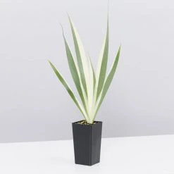 Shrubs Border Plants Iris Japonica Variegata