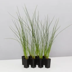 Shrubs Isolepis (Ficinia) Nodosa