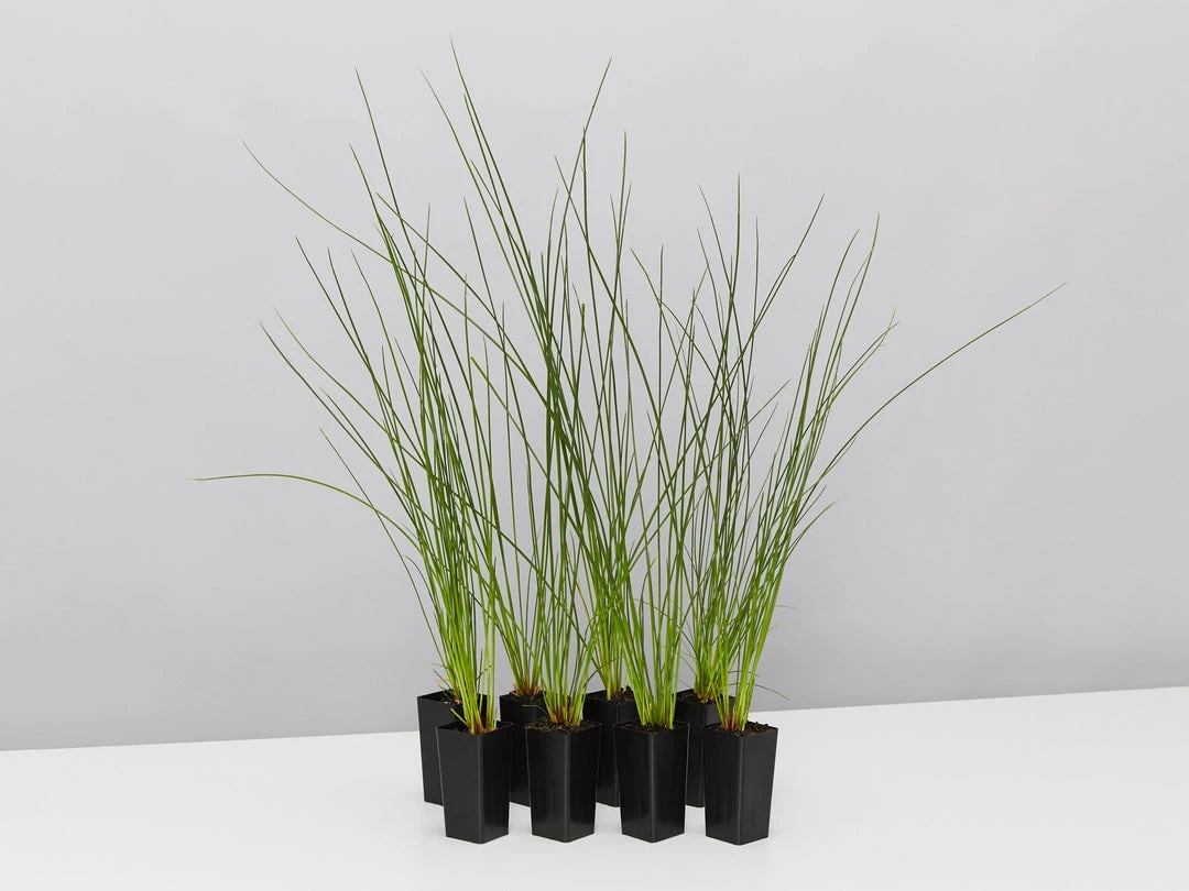 Shrubs Isolepis (Ficinia) Nodosa 3 Shrubs Isolepis (Ficinia) Nodosa