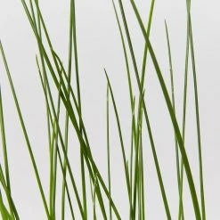 Shrubs Isolepis (Ficinia) Nodosa