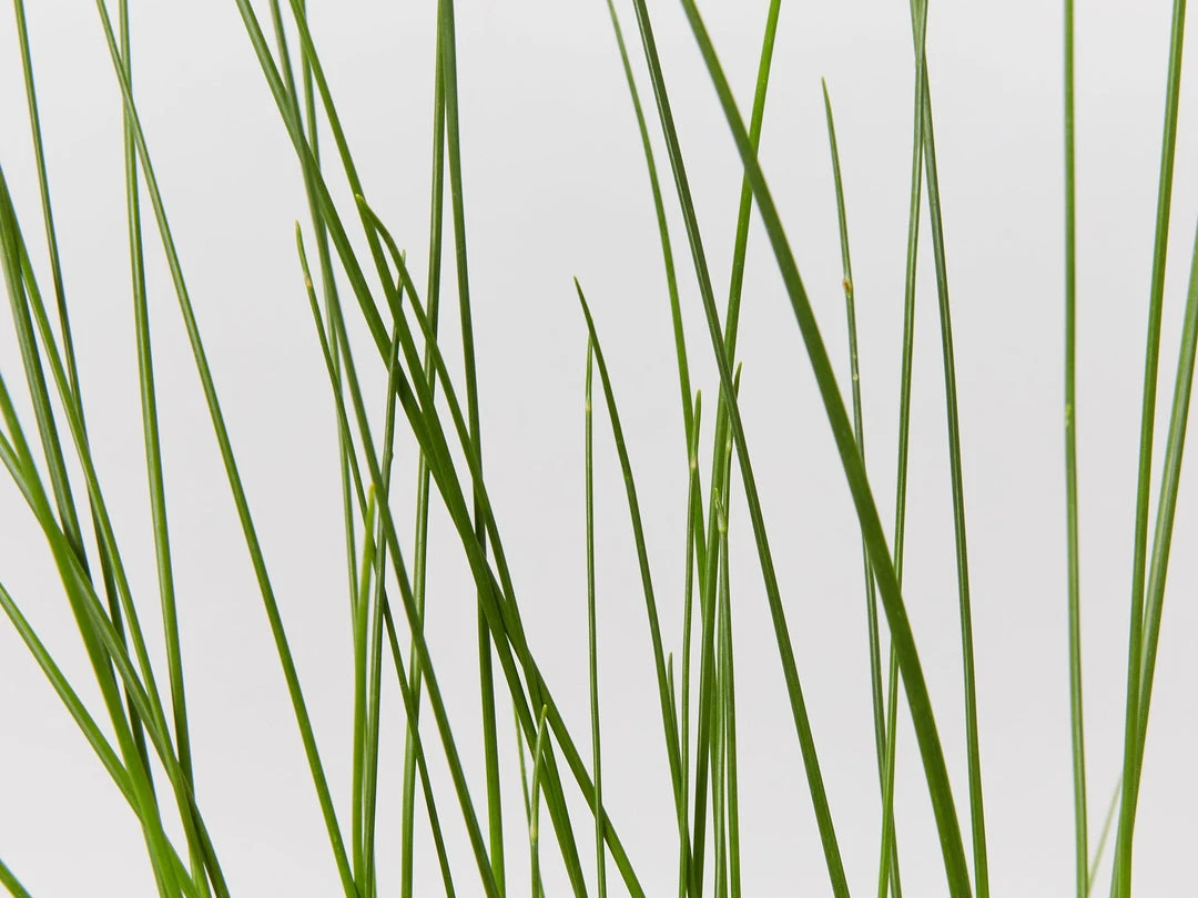 Shrubs Isolepis (Ficinia) Nodosa 4 Shrubs Isolepis (Ficinia) Nodosa