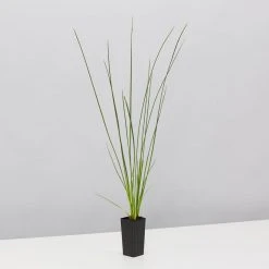 Shrubs Isolepis (Ficinia) Nodosa 8 Shrubs Isolepis (Ficinia) Nodosa