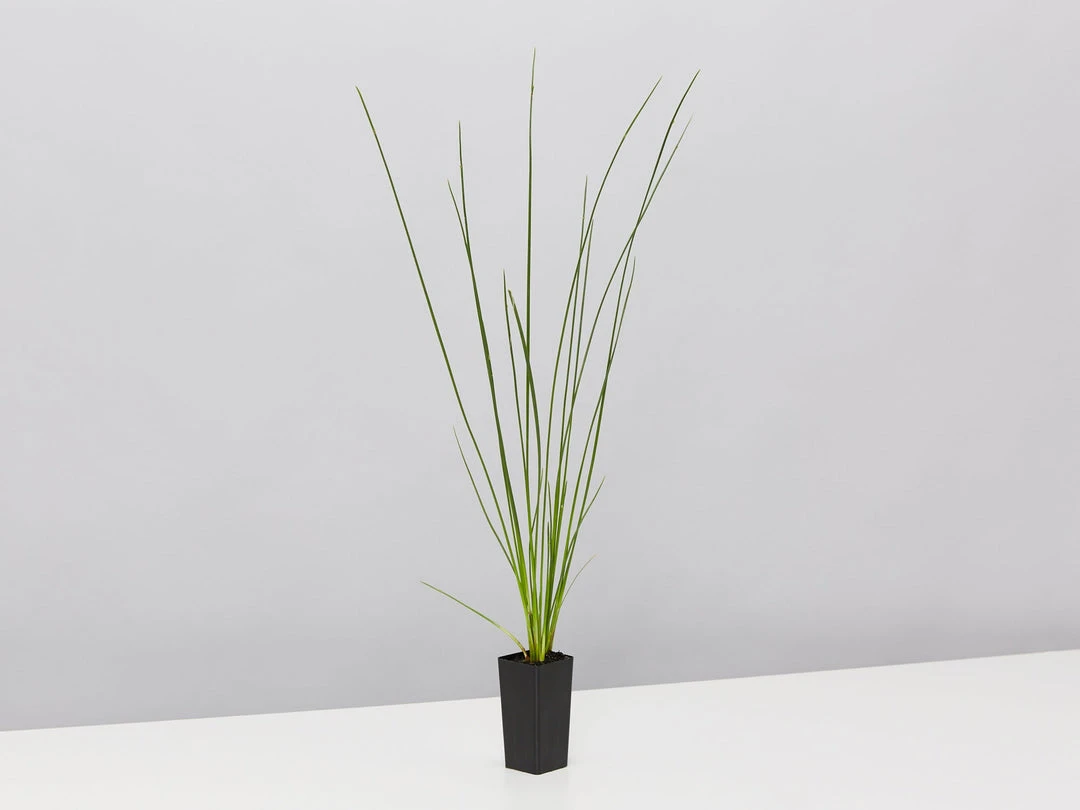 Shrubs Isolepis (Ficinia) Nodosa 5 Shrubs Isolepis (Ficinia) Nodosa