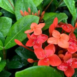 Shrubs Ixora Coccinea Coral Fire 13 Shrubs Ixora Coccinea Coral Fire