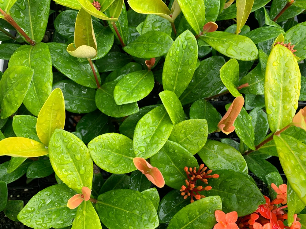 Shrubs Ixora Coccinea Coral Fire 6 Shrubs Ixora Coccinea Coral Fire