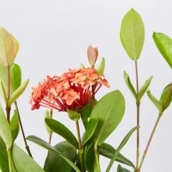 Shrubs Ixora Prince Of Orange Medium Hedge Pack