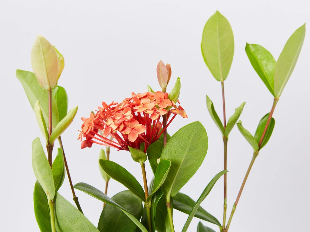 Shrubs Ixora Coccinea Coral Fire 4 Shrubs Ixora Coccinea Coral Fire