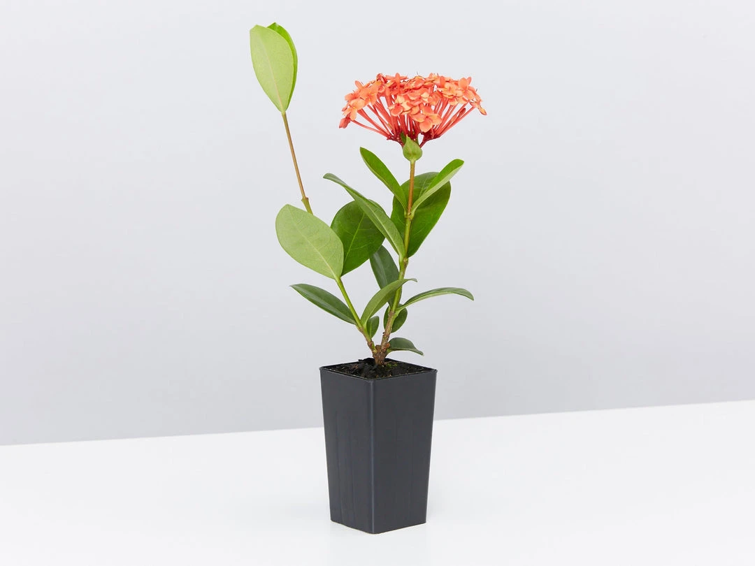 Shrubs Ixora Coccinea Coral Fire 5 Shrubs Ixora Coccinea Coral Fire