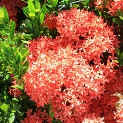 Shrubs Ixora Coccinea Coral Fire 14 Shrubs Ixora Coccinea Coral Fire