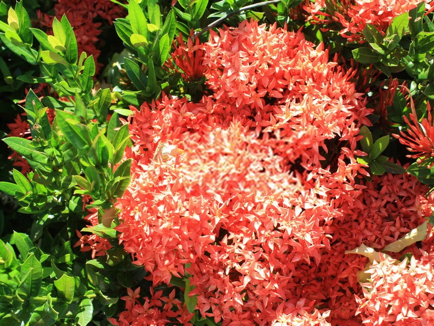 Shrubs Ixora Coccinea Coral Fire 8 Shrubs Ixora Coccinea Coral Fire