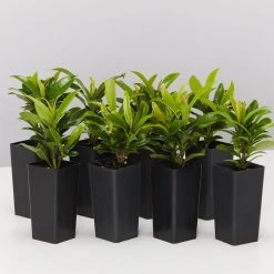 Shrubs Ixora Dwarf Orange