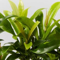 Shrubs Ixora Dwarf Orange