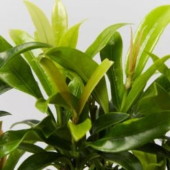 Shrubs Pool Friendly Plants Tropical Mixed Pack Of Outdoor Plants