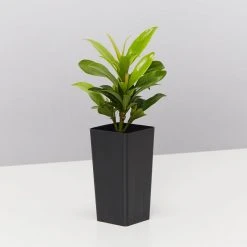 Shrubs Ixora Dwarf Orange