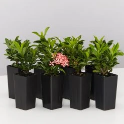 Shrubs Ixora Dwarf Pink