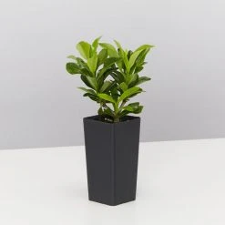 Shrubs Ixora Dwarf Pink