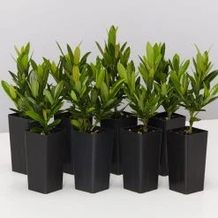 Shrubs Ixora Dwarf Red