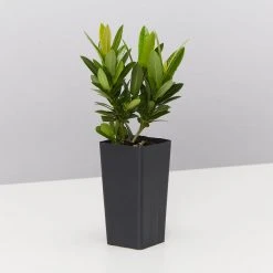 Shrubs Ixora Dwarf Red