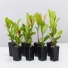 Shrubs Ixora Prince Of Orange Medium Hedge Pack