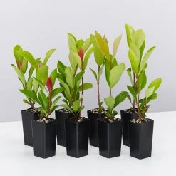 Shrubs Ixora Prince Of Orange Medium Hedge Pack