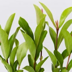 Shrubs Ixora Prince Of Orange Medium Hedge Pack