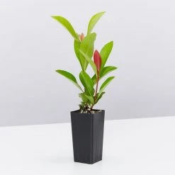 Shrubs Ixora Prince Of Orange Medium Hedge Pack