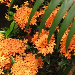 Shrubs Ixora Dwarf Orange