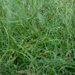 Indoor Garden Juncus Effusus Spiralis Border Plants