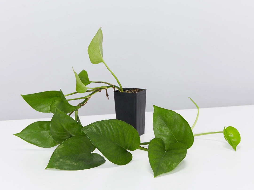 Indoor Garden Epipremnum Aureum Jade Pothos 5 Indoor Garden Epipremnum Aureum Jade Pothos