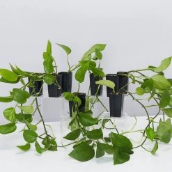 Indoor Garden Epipremnum Aureum Jade Pothos