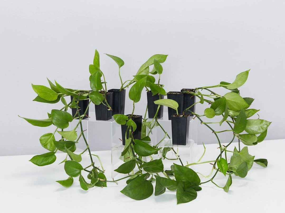 Indoor Garden Epipremnum Aureum Jade Pothos 3 Indoor Garden Epipremnum Aureum Jade Pothos