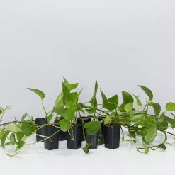 Indoor Garden Epipremnum Aureum Jade Pothos 10 Indoor Garden Epipremnum Aureum Jade Pothos