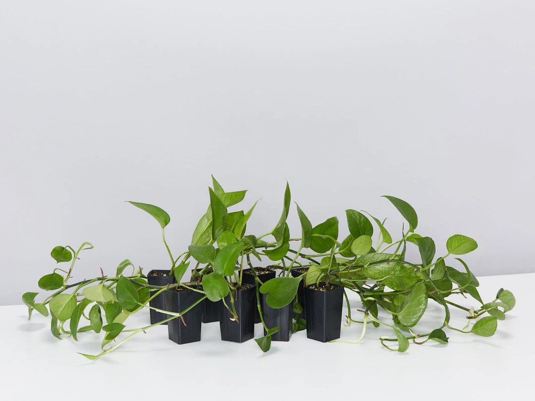 Indoor Garden Epipremnum Aureum Jade Pothos 6 Indoor Garden Epipremnum Aureum Jade Pothos