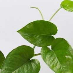 Indoor Garden Pothos Mixed Houseplant Pack 85mm Plant Packs 15 Indoor Garden Pothos Mixed Houseplant Pack 85mm Plant Packs