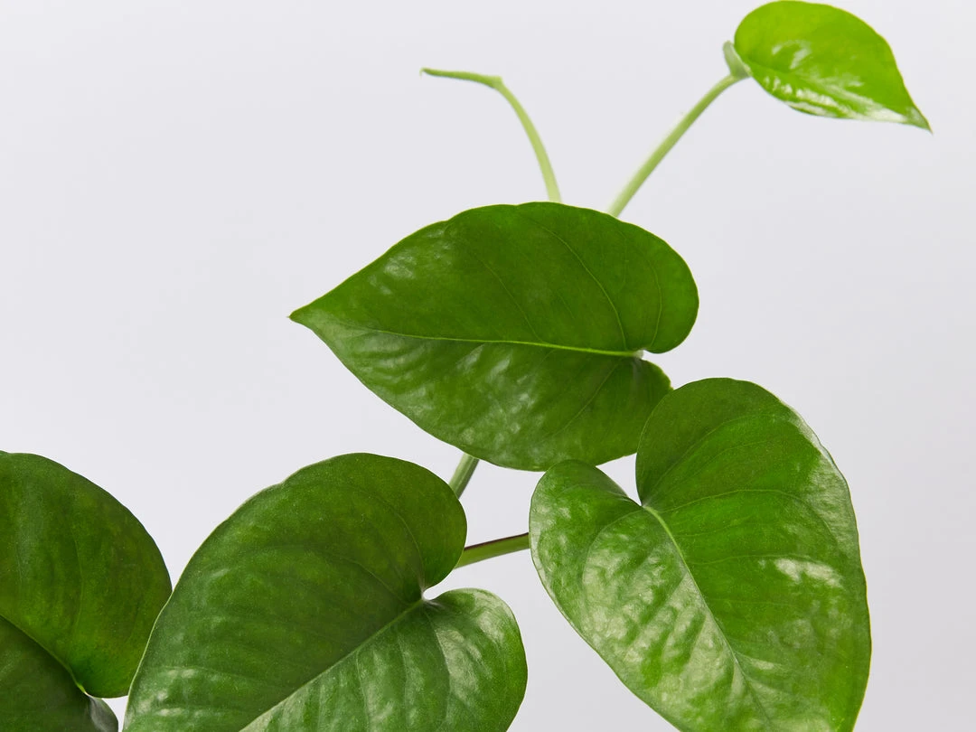Indoor Garden Pothos Mixed Houseplant Pack 85mm Plant Packs 8 Indoor Garden Pothos Mixed Houseplant Pack 85mm Plant Packs