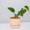 Pot + Plant Gift Box Jade Pothos - Pot + Plant + Soil 1 Pot + Plant Gift Box Jade Pothos - Pot + Plant + Soil