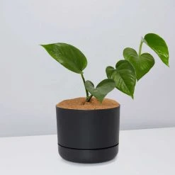 Pot + Plant Gift Box Jade Pothos - Pot + Plant + Soil