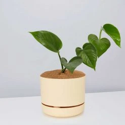 Pot + Plant Gift Box Jade Pothos - Pot + Plant + Soil