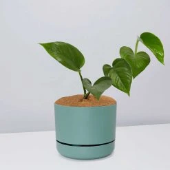 Pot + Plant Gift Box Jade Pothos - Pot + Plant + Soil
