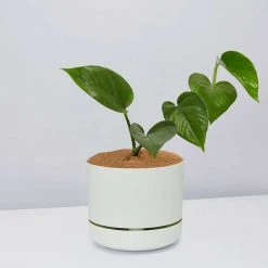 Pot + Plant Gift Box Jade Pothos - Pot + Plant + Soil