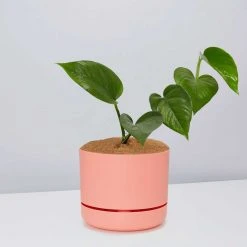 Pot + Plant Gift Box Jade Pothos - Pot + Plant + Soil