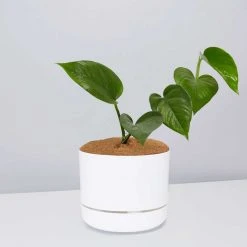 Pot + Plant Gift Box Jade Pothos - Pot + Plant + Soil